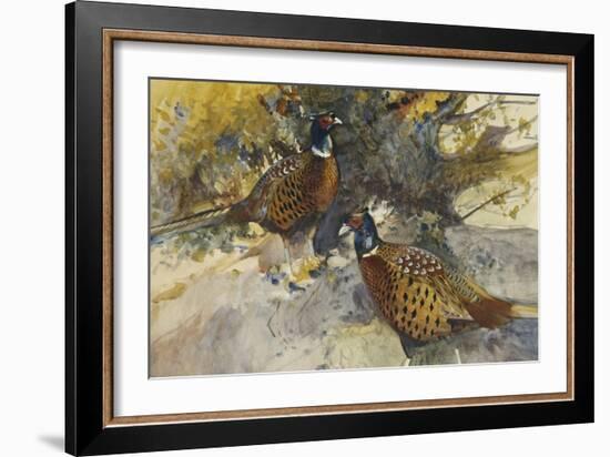 Cock Pheasants under a Beech Tree-Frank Southgate-Framed Giclee Print