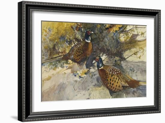 Cock Pheasants under a Beech Tree-Frank Southgate-Framed Giclee Print