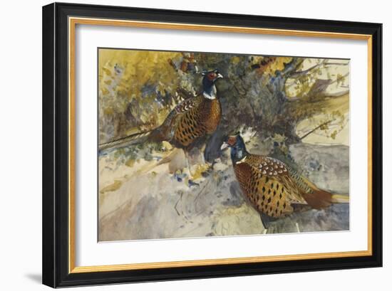 Cock Pheasants under a Beech Tree-Frank Southgate-Framed Giclee Print