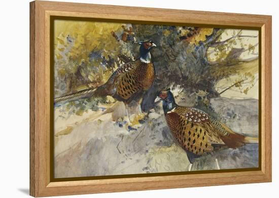 Cock Pheasants under a Beech Tree-Frank Southgate-Framed Premier Image Canvas