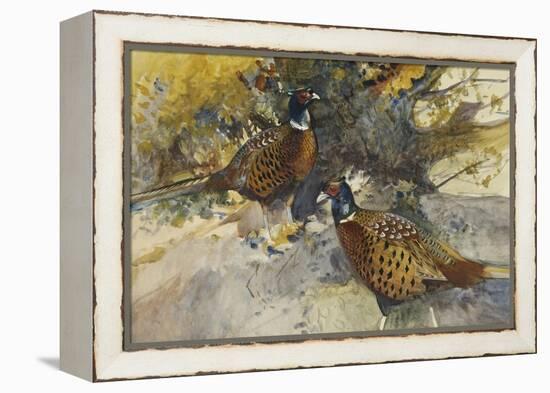 Cock Pheasants under a Beech Tree-Frank Southgate-Framed Premier Image Canvas