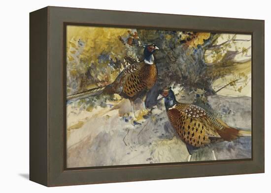 Cock Pheasants under a Beech Tree-Frank Southgate-Framed Premier Image Canvas