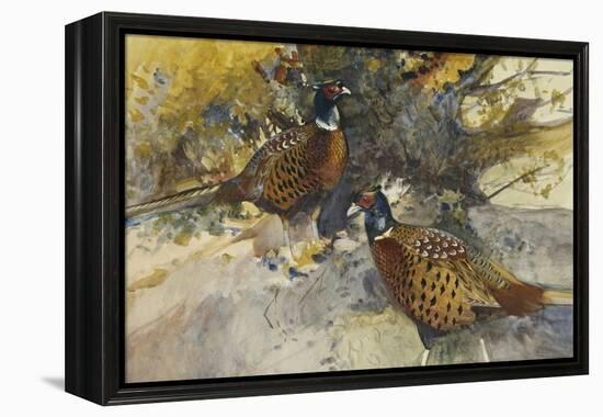 Cock Pheasants under a Beech Tree-Frank Southgate-Framed Premier Image Canvas