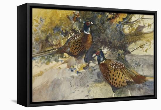 Cock Pheasants under a Beech Tree-Frank Southgate-Framed Premier Image Canvas