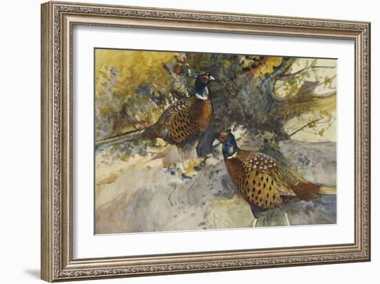 Cock Pheasants under a Beech Tree-Frank Southgate-Framed Giclee Print