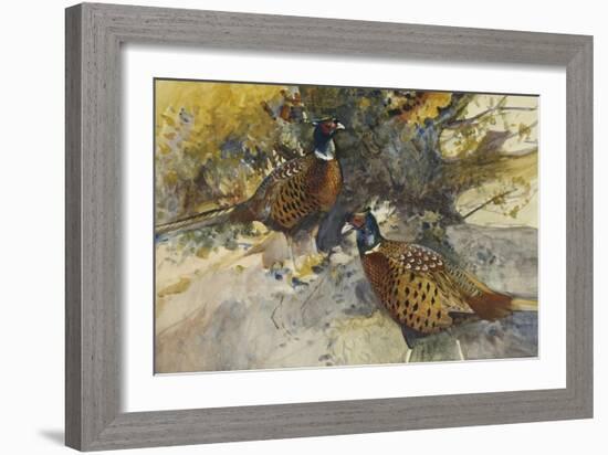 Cock Pheasants under a Beech Tree-Frank Southgate-Framed Giclee Print