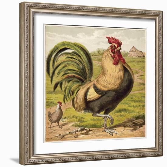 Cock-English School-Framed Giclee Print