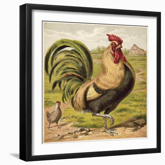 Cock-English School-Framed Giclee Print