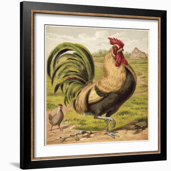 Cock-English School-Framed Giclee Print