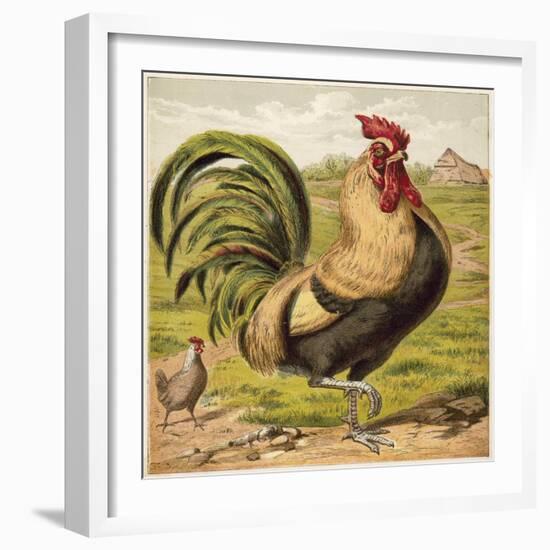 Cock-English School-Framed Giclee Print