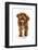 Cockapoo puppy, aged 18 weeks, running-Mark Taylor-Framed Photographic Print