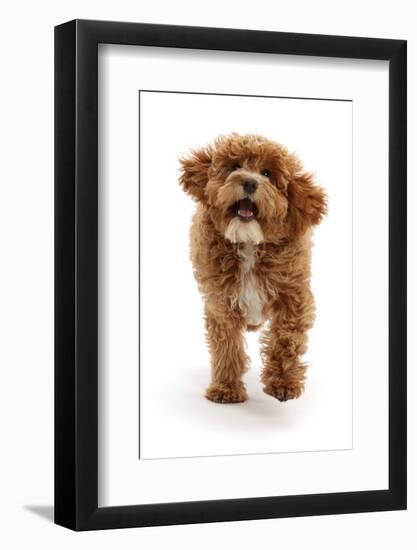 Cockapoo puppy, aged 18 weeks, running-Mark Taylor-Framed Photographic Print