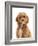 Cockapoo puppy, aged 18 weeks-Mark Taylor-Framed Photographic Print