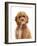 Cockapoo puppy, aged 18 weeks-Mark Taylor-Framed Photographic Print