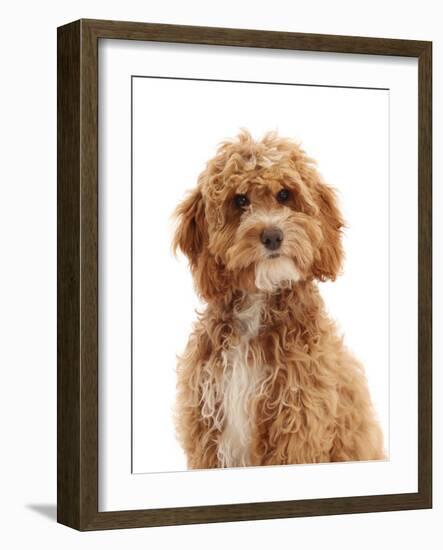 Cockapoo puppy, aged 18 weeks-Mark Taylor-Framed Photographic Print