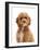 Cockapoo puppy, aged 18 weeks-Mark Taylor-Framed Photographic Print