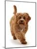 Cockapoo puppy, aged 4 months, running-Mark Taylor-Mounted Photographic Print