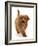 Cockapoo puppy, aged 4 months, running-Mark Taylor-Framed Photographic Print