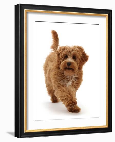 Cockapoo puppy, aged 4 months, running-Mark Taylor-Framed Photographic Print