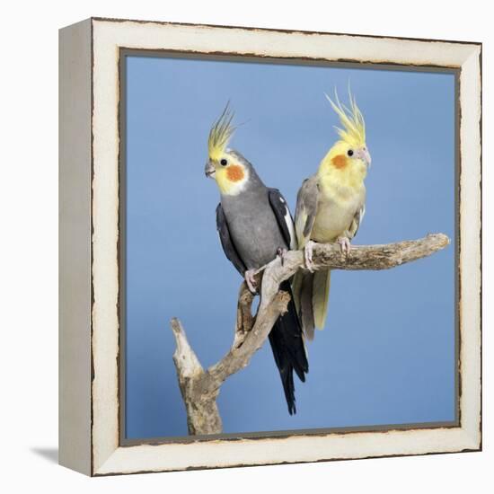 Cockatiel Birds, Two Perched on Branch-null-Framed Premier Image Canvas