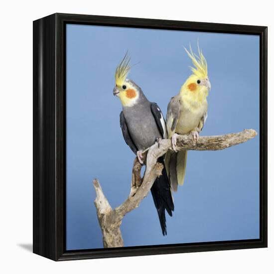 Cockatiel Birds, Two Perched on Branch-null-Framed Premier Image Canvas