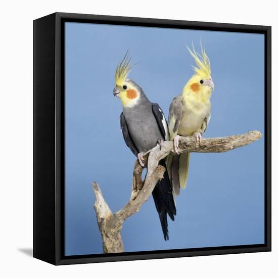 Cockatiel Birds, Two Perched on Branch-null-Framed Premier Image Canvas