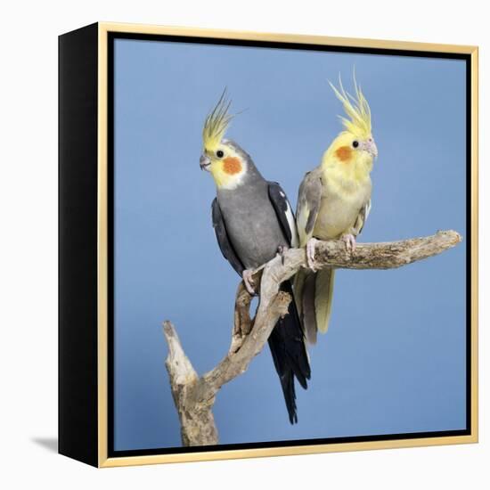 Cockatiel Birds, Two Perched on Branch-null-Framed Premier Image Canvas