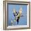 Cockatiel Birds, Two Perched on Branch-null-Framed Photographic Print