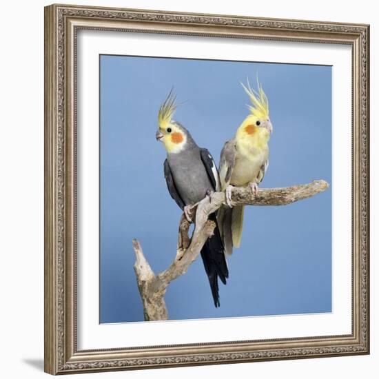 Cockatiel Birds, Two Perched on Branch-null-Framed Photographic Print