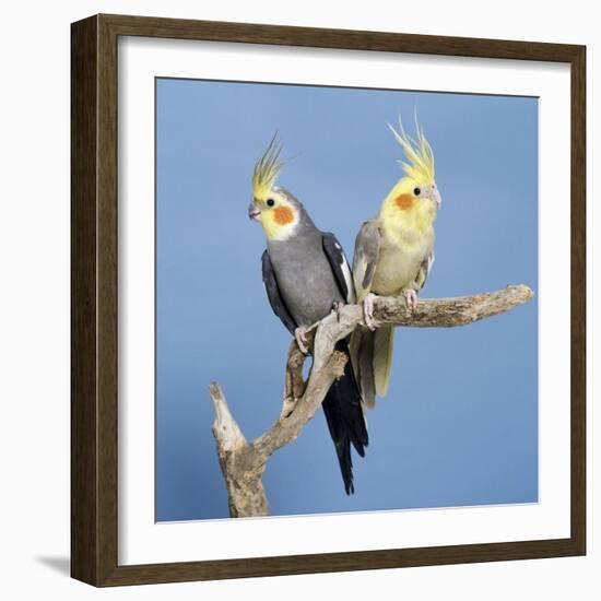 Cockatiel Birds, Two Perched on Branch-null-Framed Photographic Print