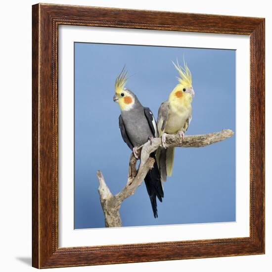 Cockatiel Birds, Two Perched on Branch-null-Framed Photographic Print