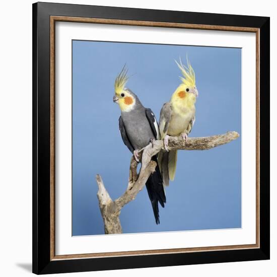 Cockatiel Birds, Two Perched on Branch-null-Framed Photographic Print