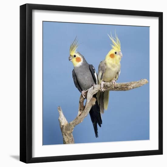 Cockatiel Birds, Two Perched on Branch-null-Framed Photographic Print