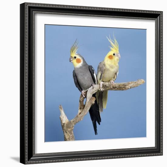 Cockatiel Birds, Two Perched on Branch-null-Framed Photographic Print