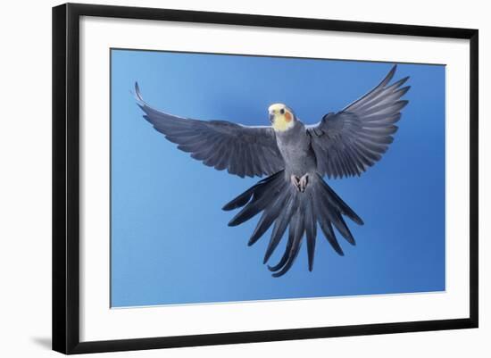 Photographic Print, , large