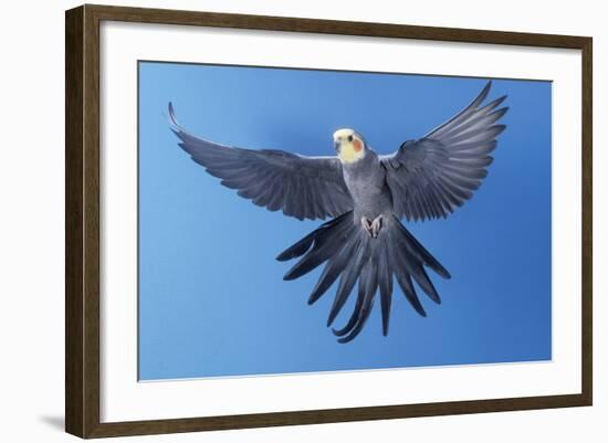 Cockatiel in Flight-null-Framed Photographic Print