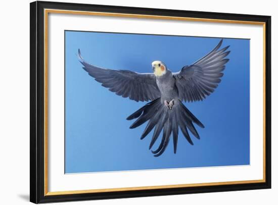 Cockatiel in Flight-null-Framed Photographic Print