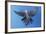 Cockatiel in Flight-null-Framed Photographic Print