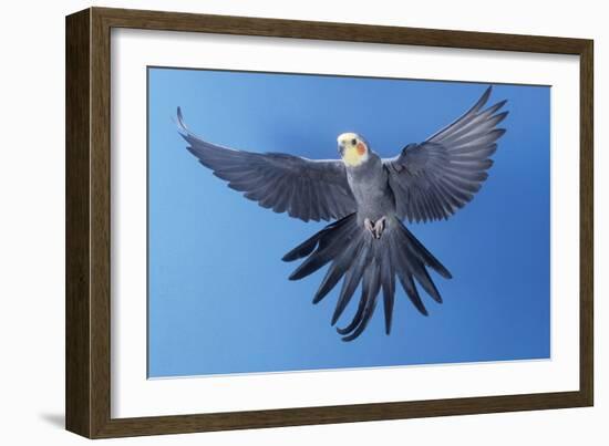 Cockatiel in Flight-null-Framed Photographic Print