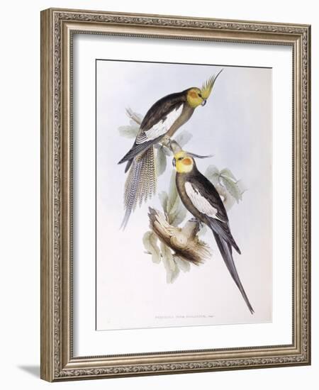 Cockatiel (Nymphicus Hollandicus)-John Gould-Framed Giclee Print