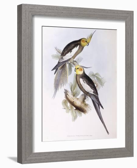 Cockatiel (Nymphicus Hollandicus)-John Gould-Framed Giclee Print