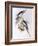 Cockatiel (Nymphicus Hollandicus)-John Gould-Framed Giclee Print