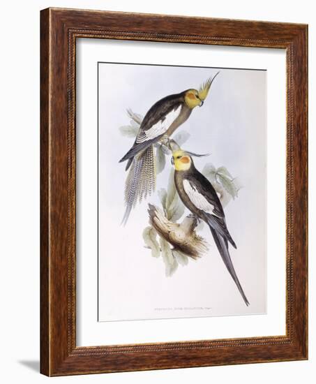 Cockatiel (Nymphicus Hollandicus)-John Gould-Framed Giclee Print