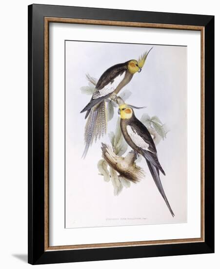 Cockatiel (Nymphicus Hollandicus)-John Gould-Framed Giclee Print