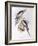 Cockatiel (Nymphicus Hollandicus)-John Gould-Framed Giclee Print