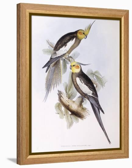 Cockatiel (Nymphicus Hollandicus)-John Gould-Framed Premier Image Canvas