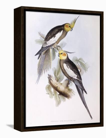 Cockatiel (Nymphicus Hollandicus)-John Gould-Framed Premier Image Canvas