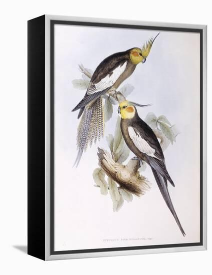 Cockatiel (Nymphicus Hollandicus)-John Gould-Framed Premier Image Canvas