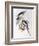 Cockatiel (Nymphicus Hollandicus)-John Gould-Framed Giclee Print