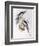 Cockatiel (Nymphicus Hollandicus)-John Gould-Framed Giclee Print